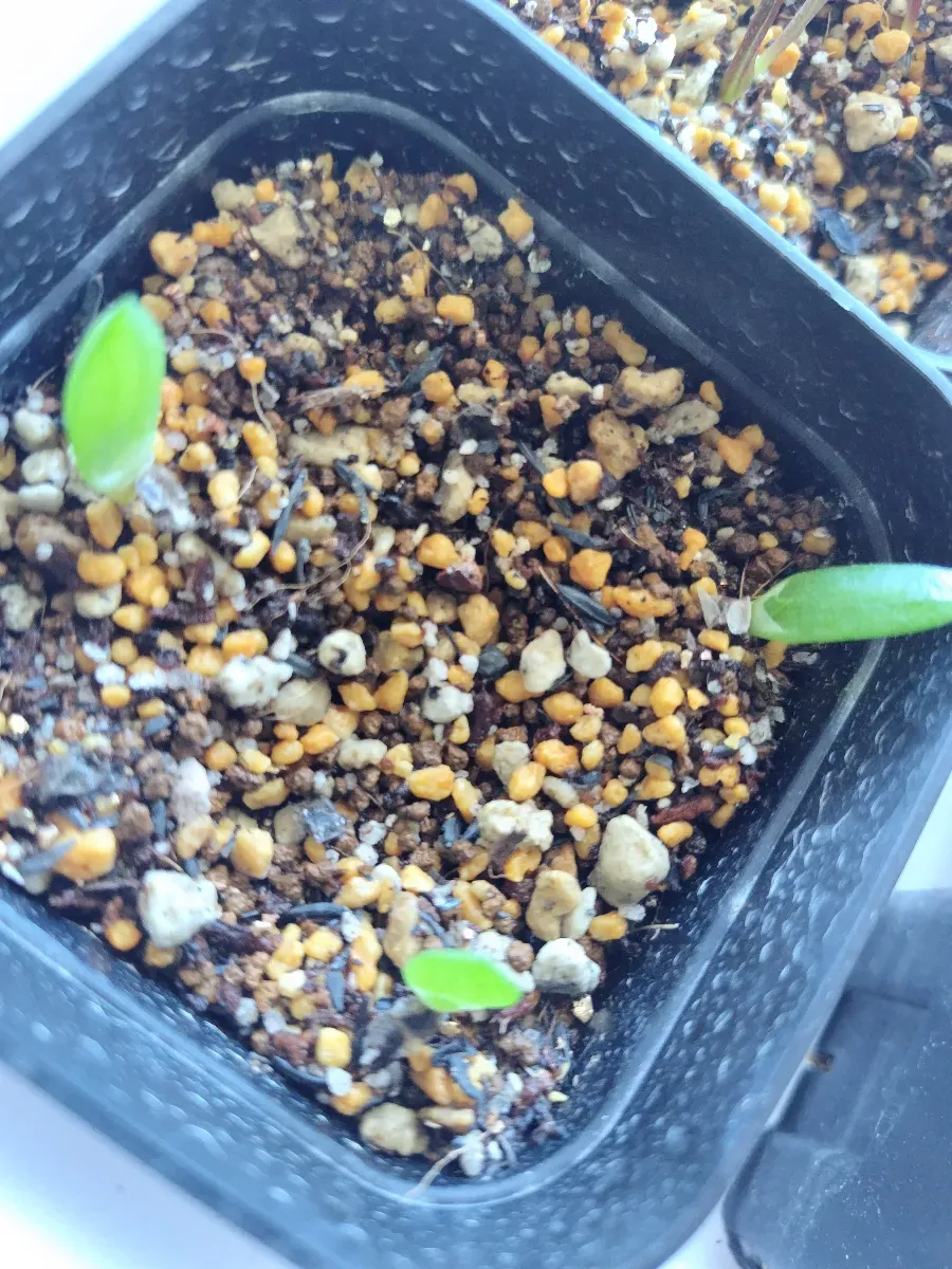 Aloe globuligemma (アロエ グロブリジェンマ)