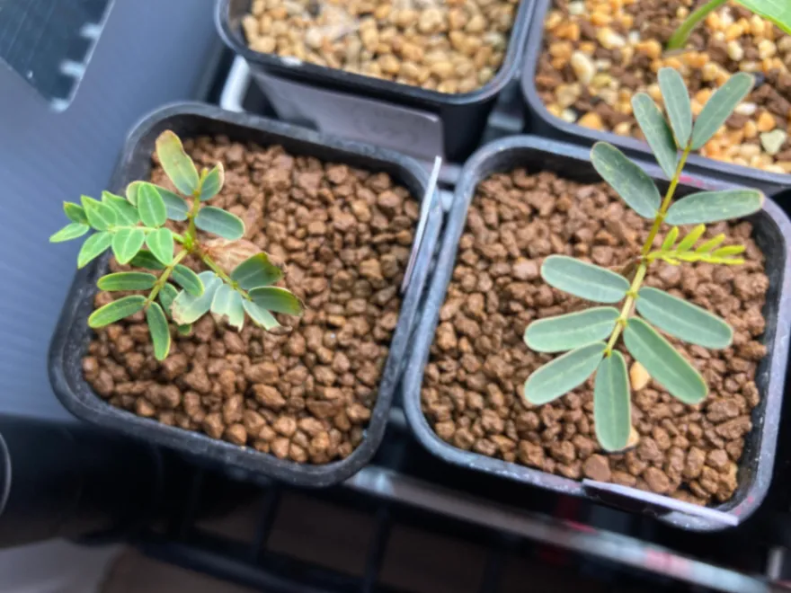 Senna meridionalis (センナ メリディオナリス)