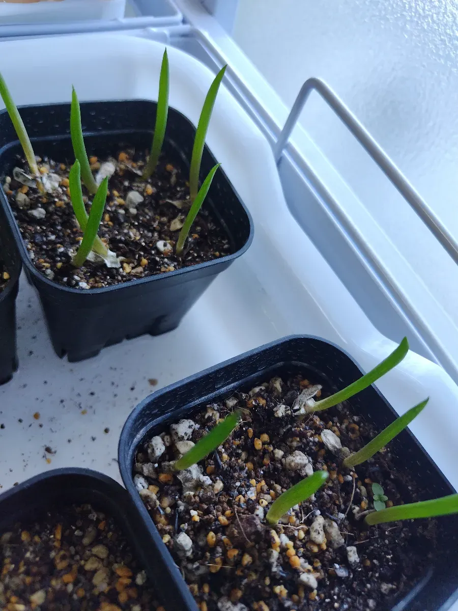 Aloe suzannae (アロエ スザンナエ)