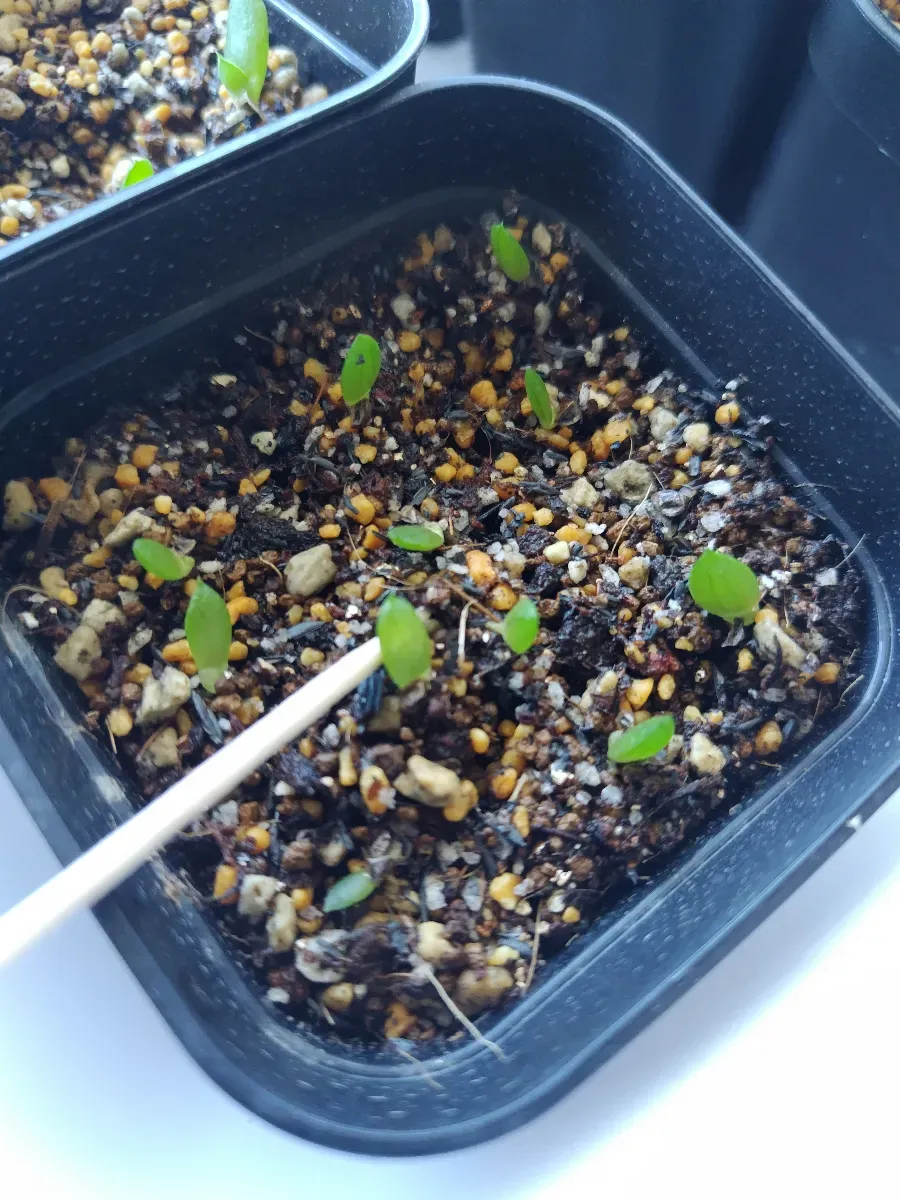 Aloe striata (アロエ ストリアータ ピーチフラワー)