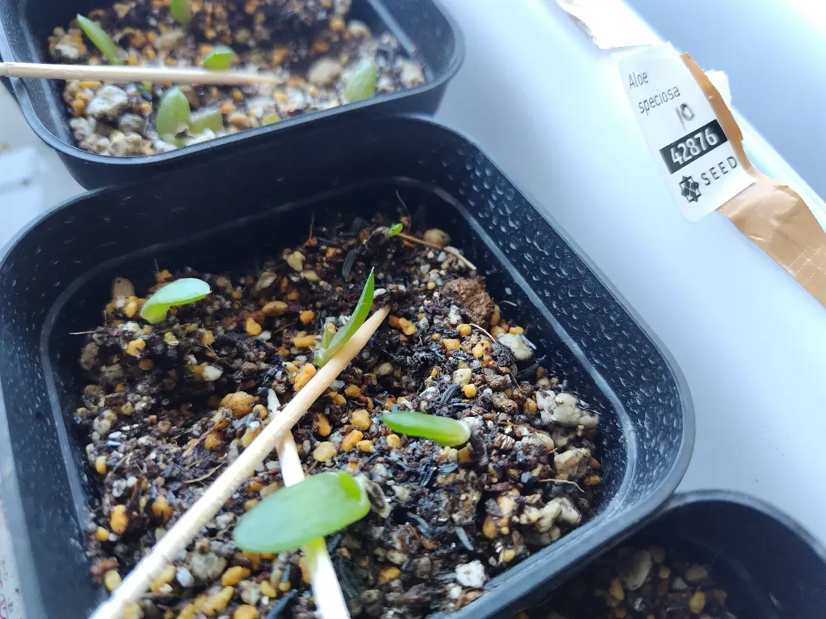 Aloe speciosa (アロエ スペシオーサ)