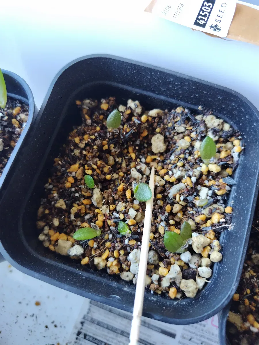 Aloe striata (アロエ ストリアータ)