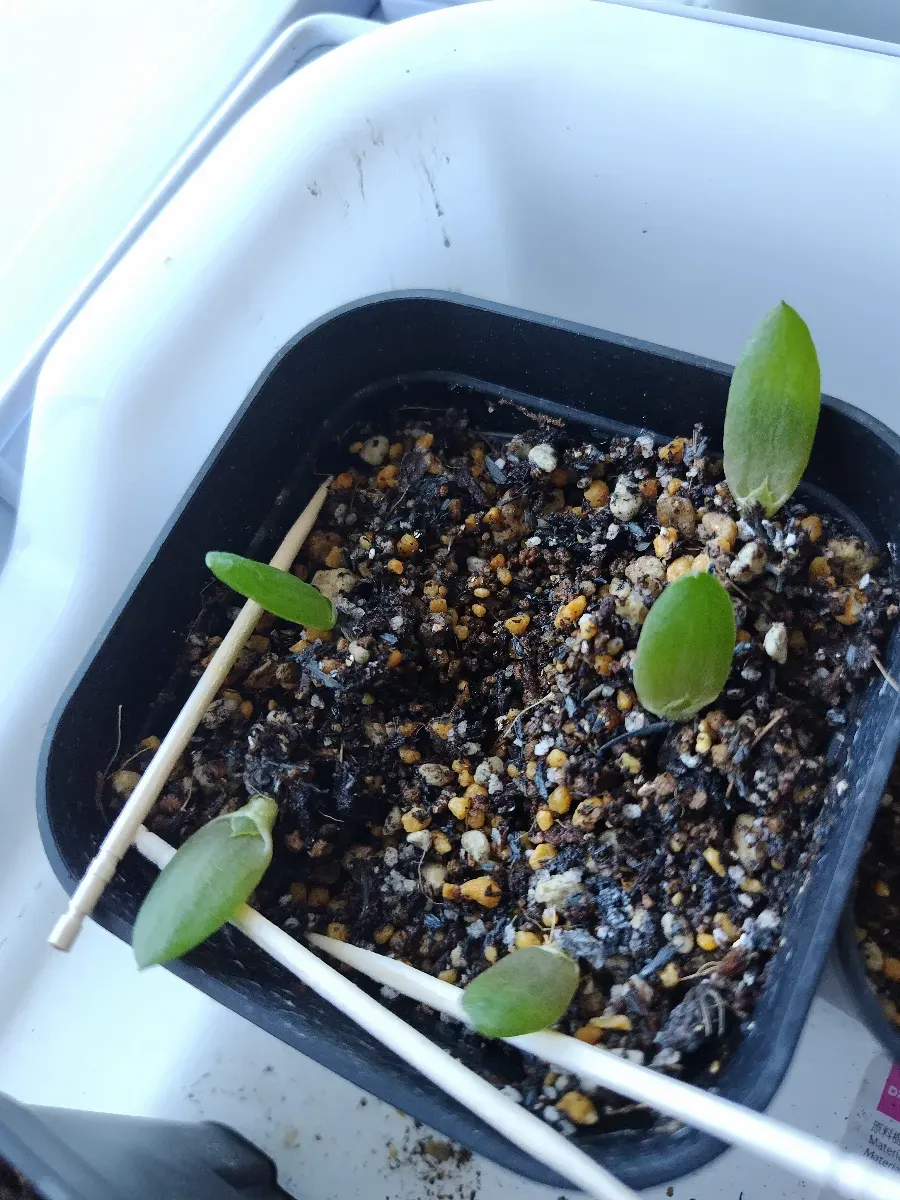 Aloe aculeata (アロエ アクレアータ ホワイトソーン)