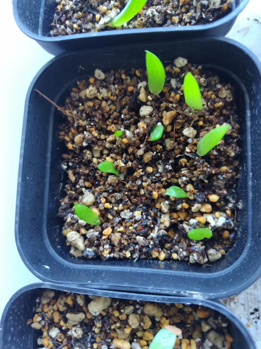 Aloe vanbalenii (アロエ バンバレニー)