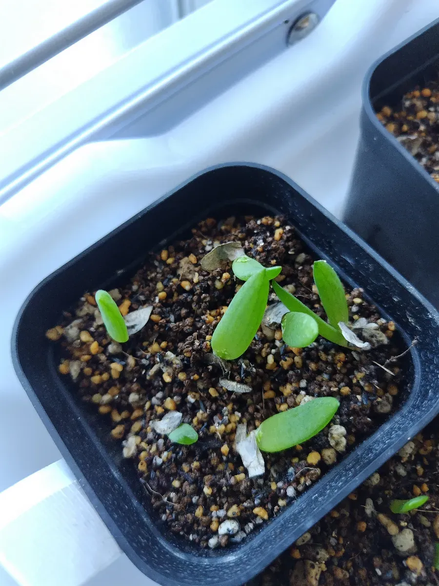 Aloe ramosissima (アロエ ラモシシマ)