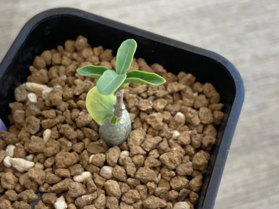 Fockea edulis (フォッケア 火星人)