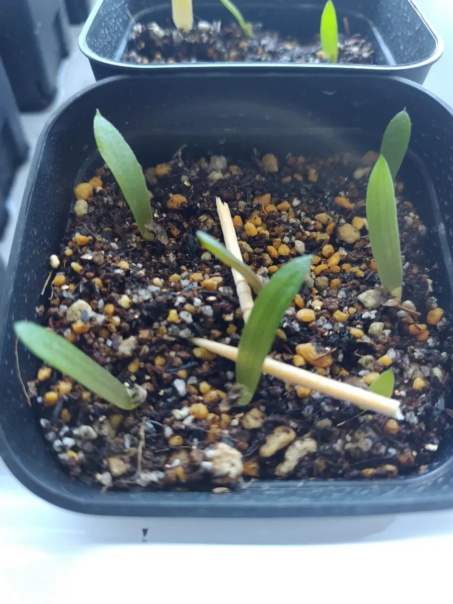 Aloe greatheadii var. davyana (アロエ グレイサディダヴィアナ)