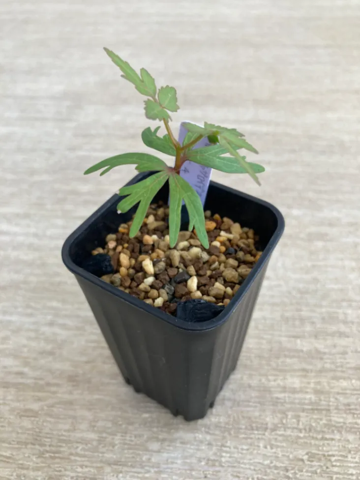Bursera fagaroides (ブルセラ ファガロイデス)
