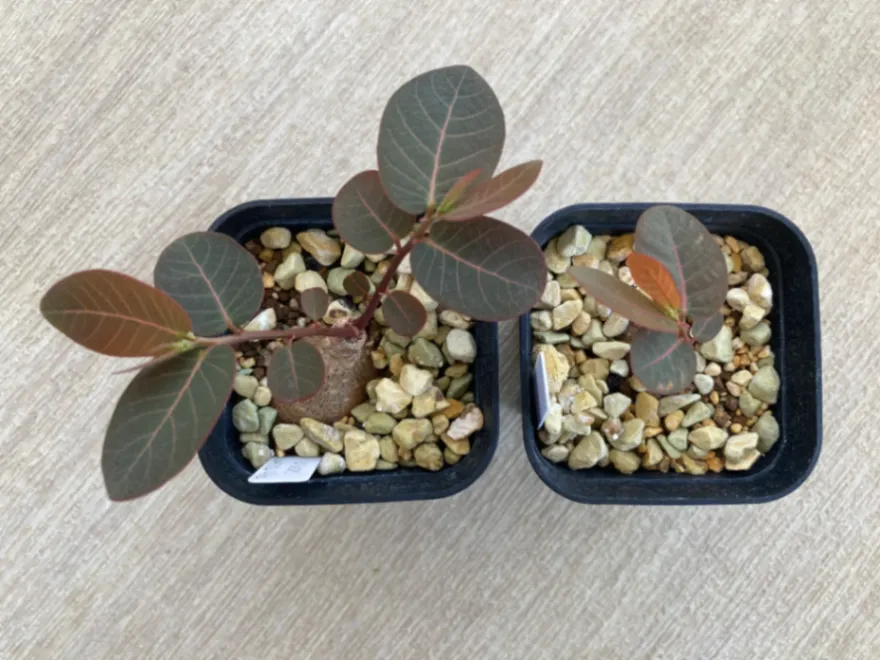 Phyllanthus mirabilis (フィランサス ミラビリス)