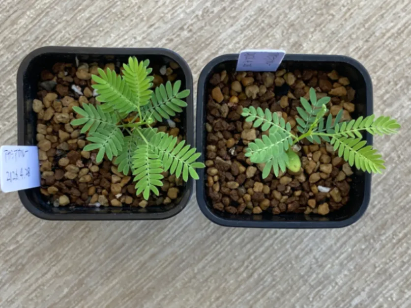 Acacia karroo (アカシア カルー)