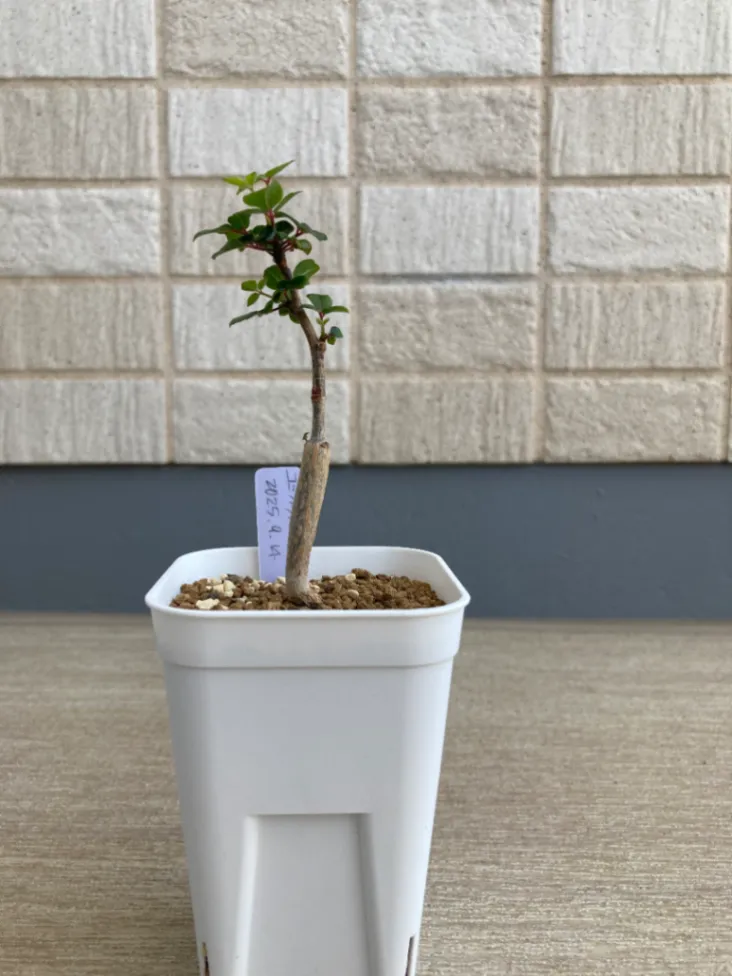 Commiphora orbicularis (コミフォラ オルビクラリス)