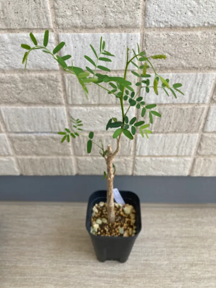 Delonix decaryi (デロニクス デカリー)