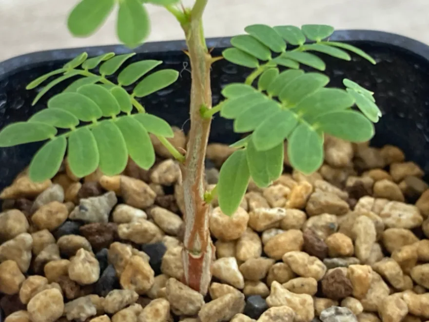 Acacia burkei (アカシア ブルケイ)
