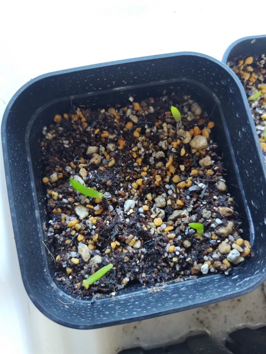 Aloe parvula (アロエ パルブラ 女王錦)