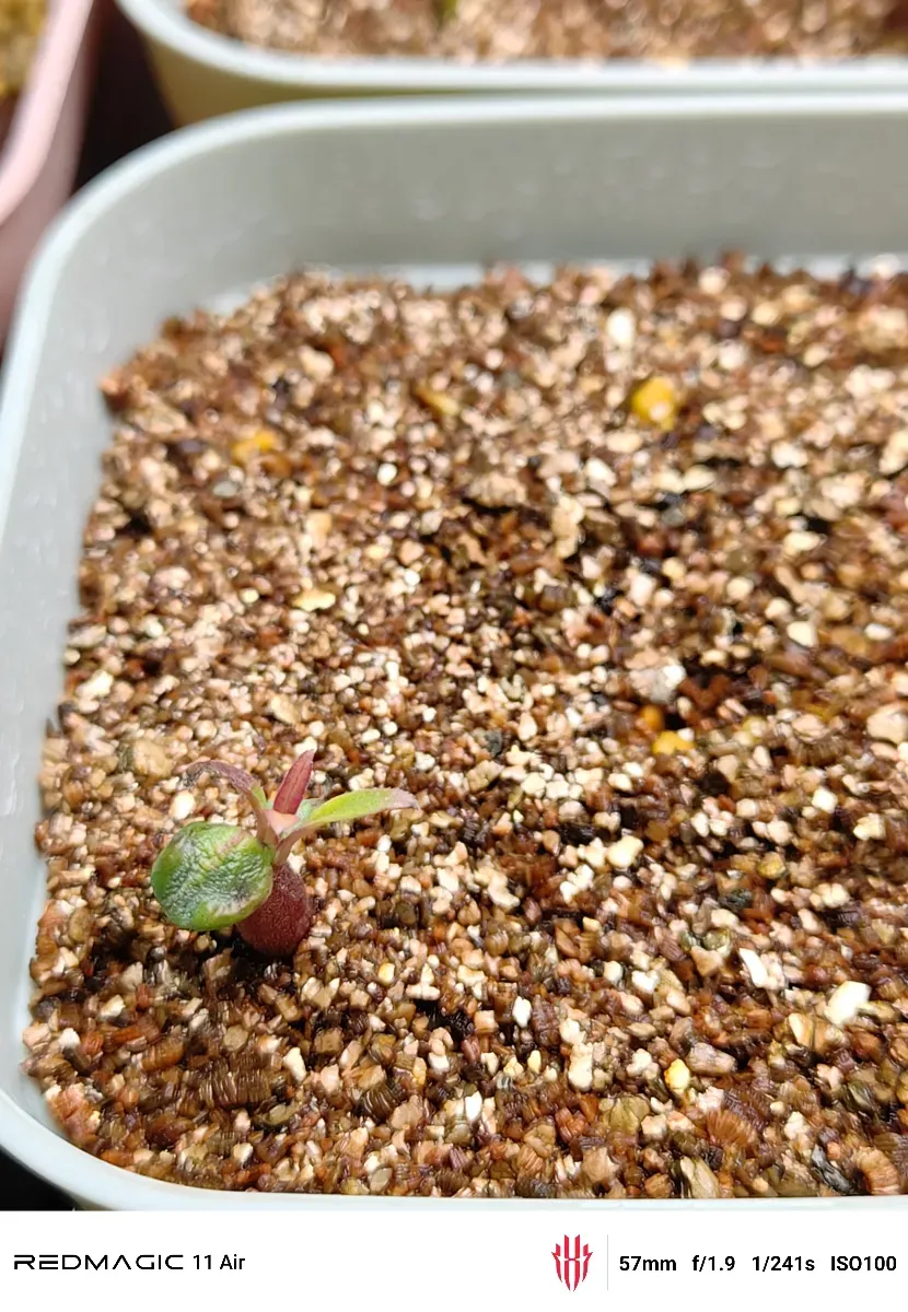Pachypodium windsorii (パキポディウム ウィンゾリー)