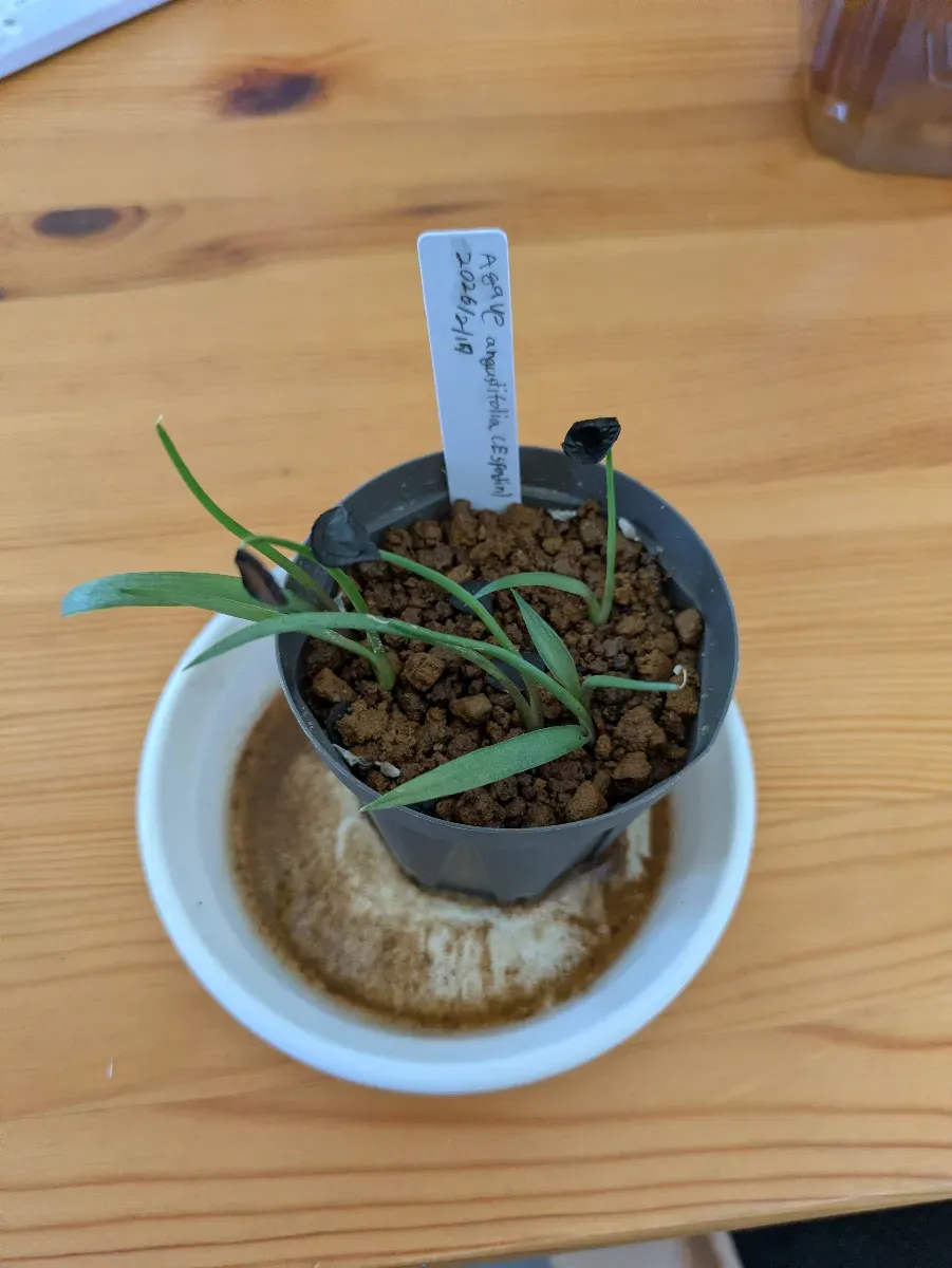 Agave angustifolia (Espadín)