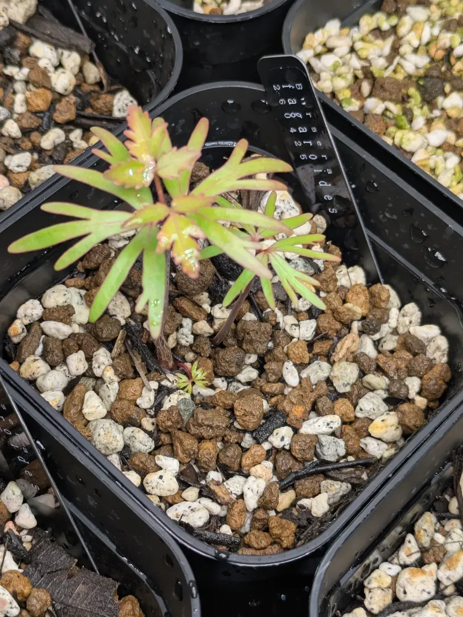 Bursera fagaroides (ブルセラ ファガロイデス)