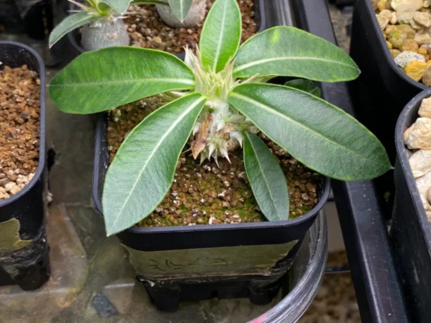 Pachypodium enigmaticum (パキポディウム エニグマチカム)
