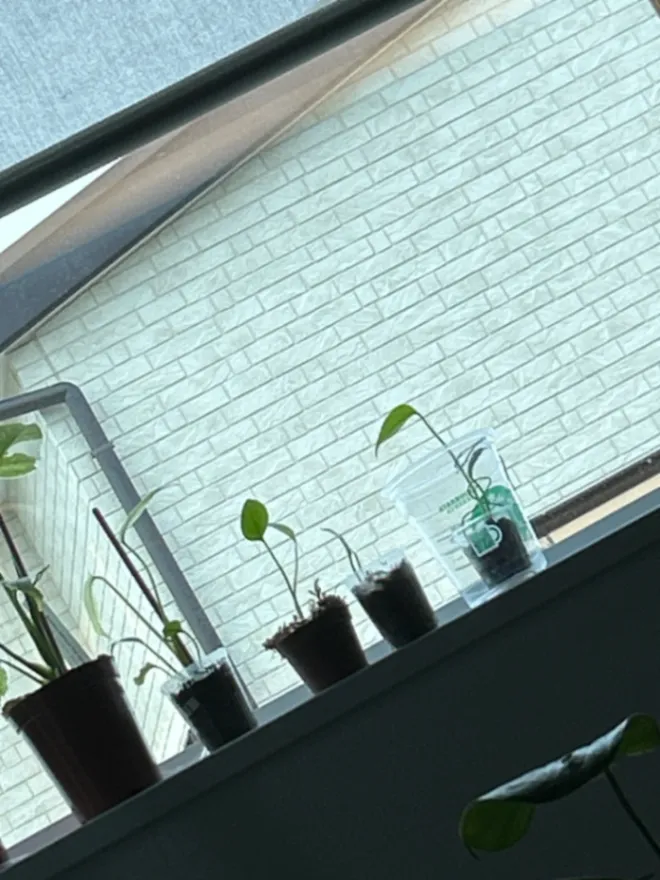 Monstera deliciosa small seeds