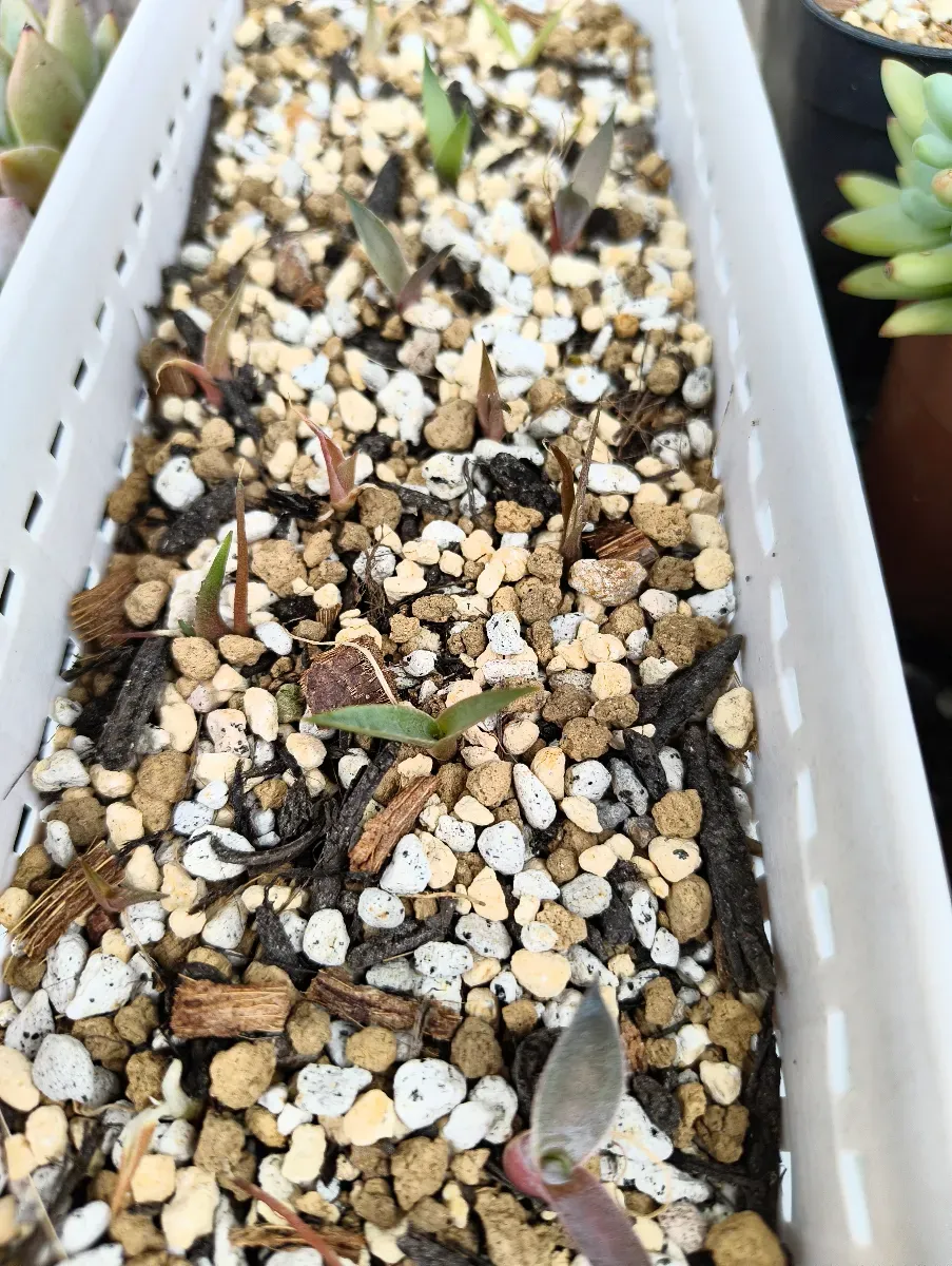 Agave Mix (アガベ ミックス)