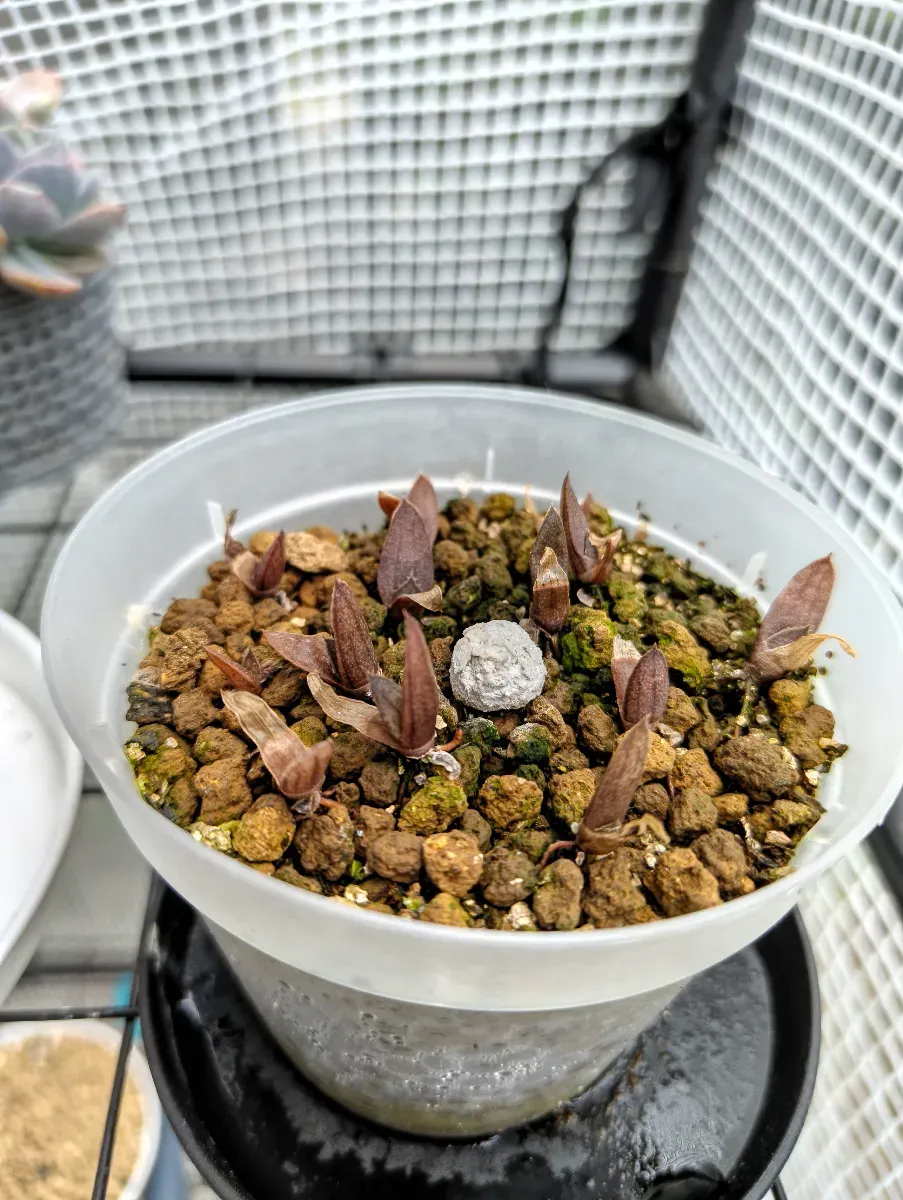Aloe verdoorniae (アロエ ベルドーニアエ 星霞)