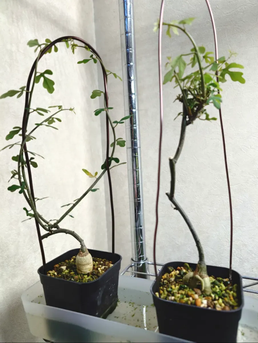 Adenia subsessilifolia (アデニア サブセッシリフォリア)