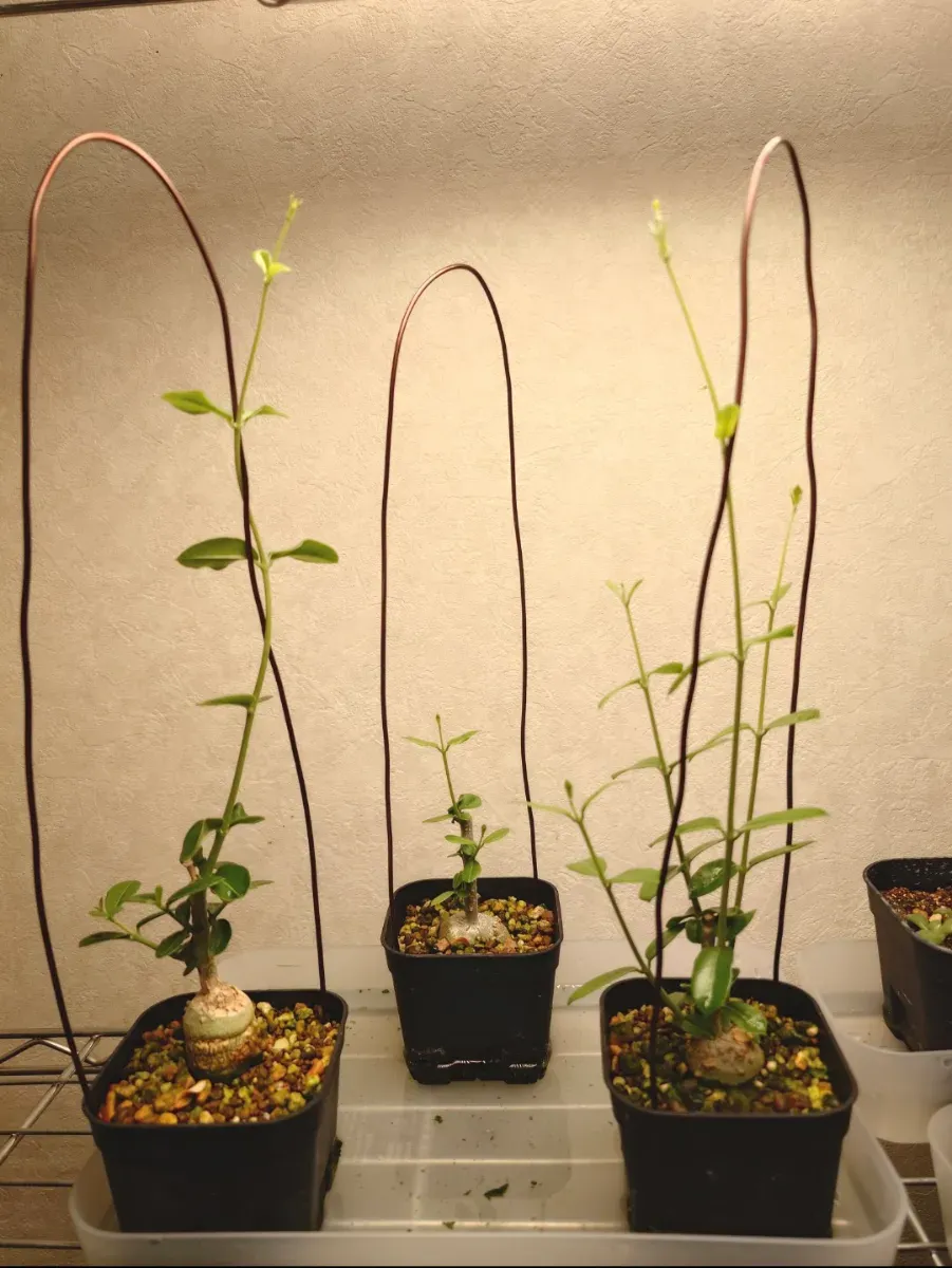 Fockea edulis (フォッケア 火星人)