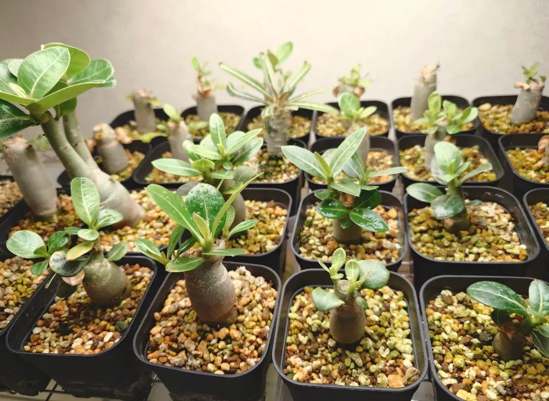 Adenium arabicum black giant (アデニウム アラビカム ブラックジャイアント)