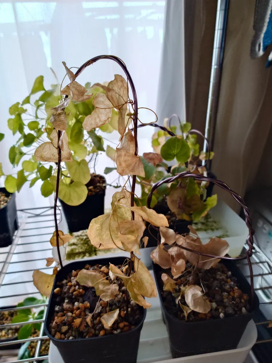 Dioscorea elephantipes (ディオスコレア エレファンティペス)