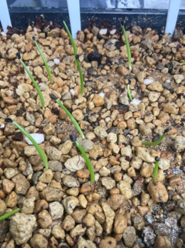 Agave filifera (アガベ フィリフェラ)