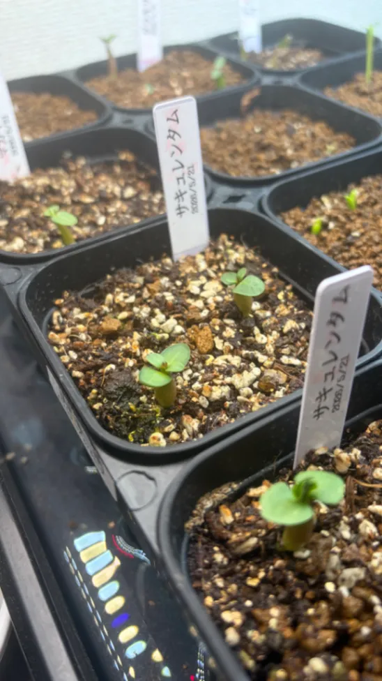 Pachypodium succulentum (パキポディウム サキュレンタム)