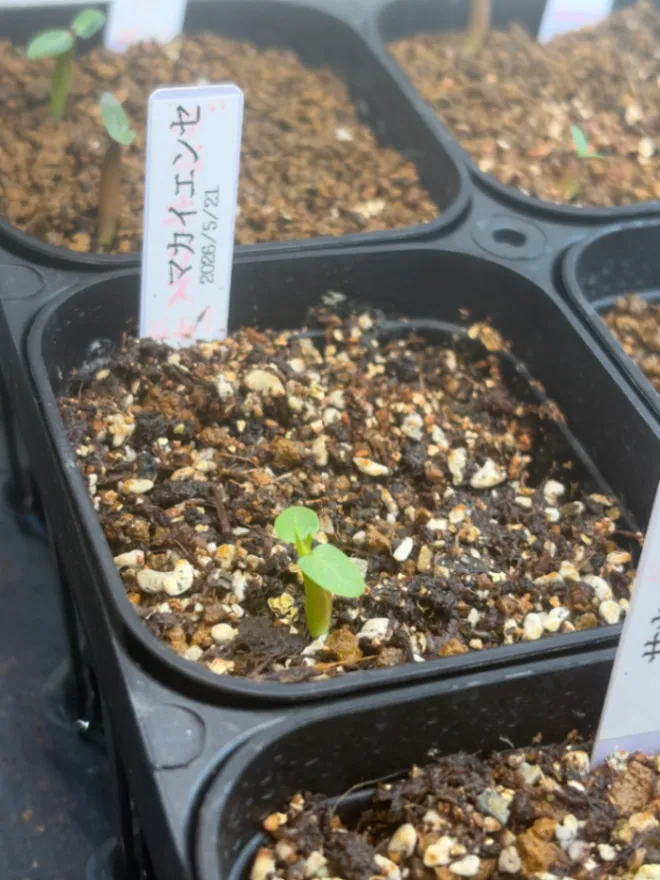 [プレゼント種子] パキポディウム マカイエンセ Pachypodium rosulatum var. makayense Lot. FREE