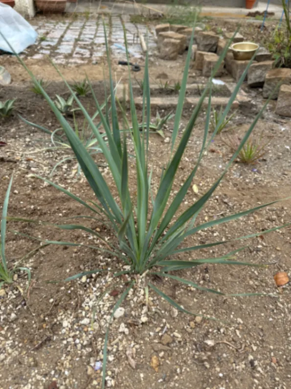 Yucca rostrata (ユッカ ロストラータ)