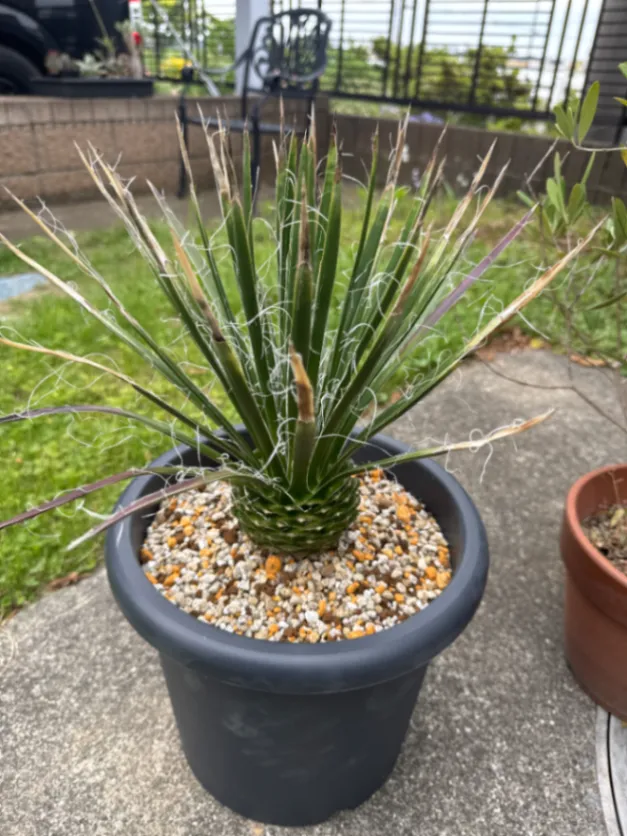 Agave geminiflora (アガベ ジェミニフローラ)