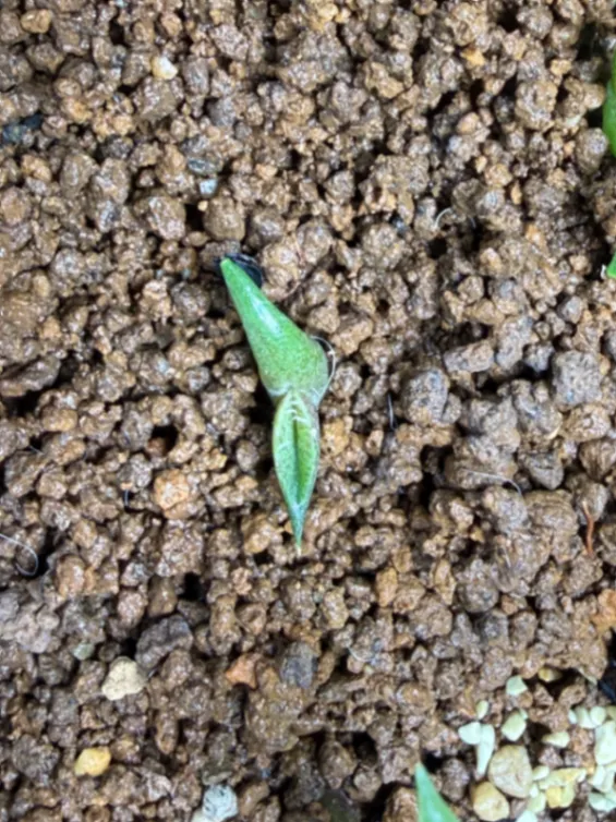 Agave oteroi Lot. (アガベ オテロイ)