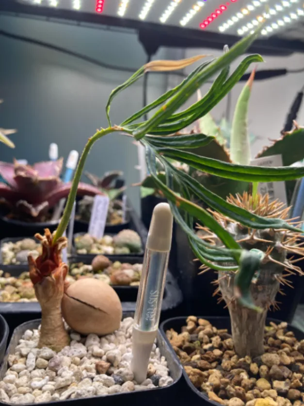 Cycas cairnsiana (サイカス カイルンシアナ)