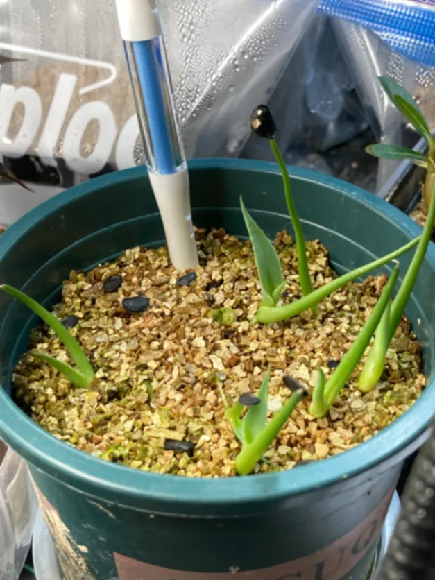 Agave moranii (アガベ モラニー)