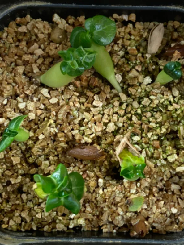 DHA PPL Adenium DHA PPL (アデニウム)