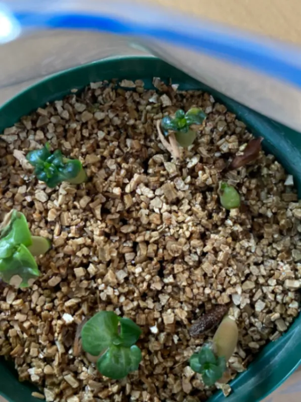 DHA SILA Adenium DHA SILA (アデニウム)