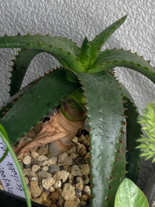 Aloe cipolinicola (アロエ キポリニコラ)