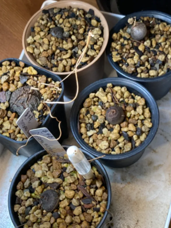 Dioscorea elephantipes (ディオスコレア エレファンティペス)