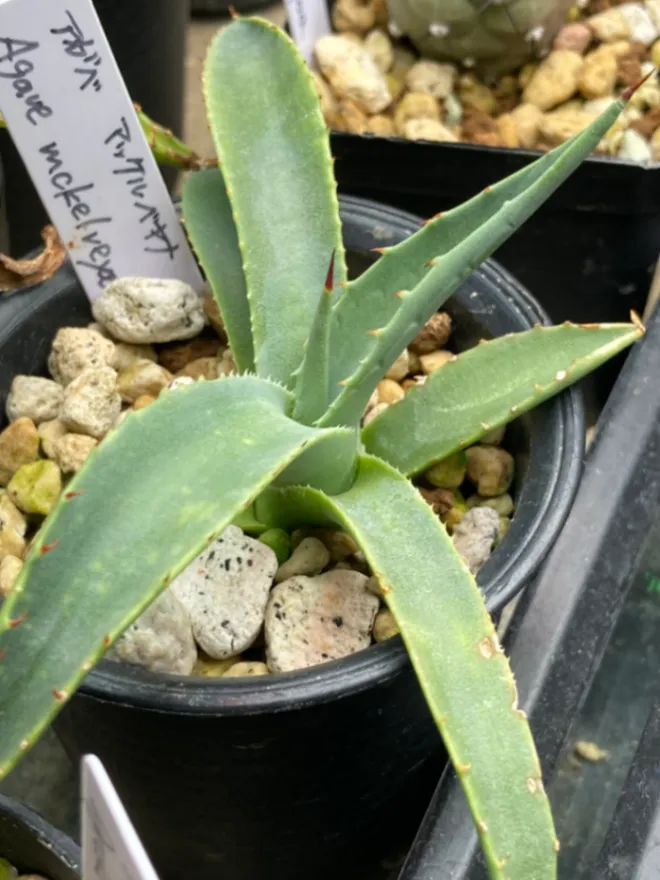 Agave mckelveyana (アガベ マッケルベヤナ)