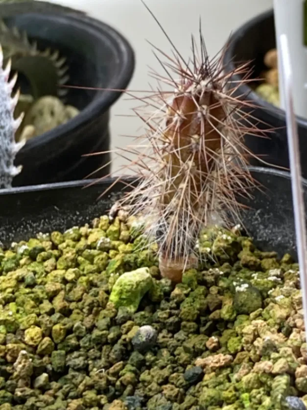 Pachycereus hollianus (パキセレウス ホリアナス ロホ)