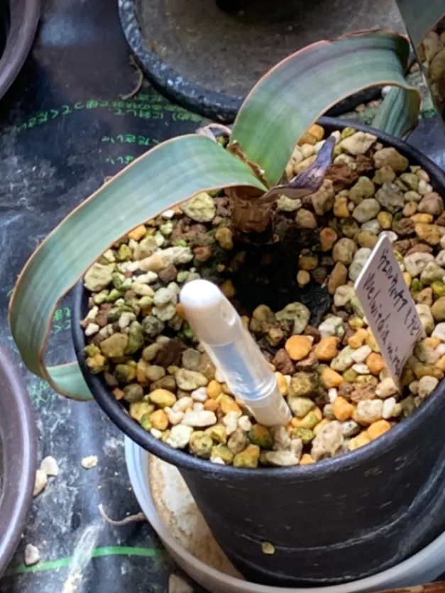Welwitschia mirabilis (ウェルウィッチア ミラビリス 奇想天外)