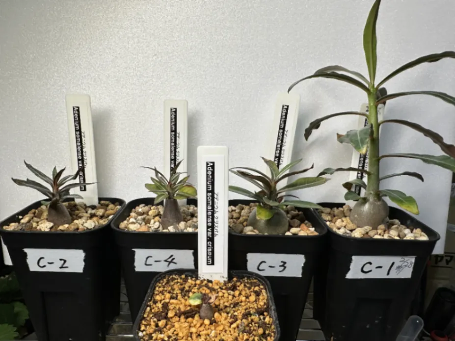 Adenium somalense var. crispum (アデニウム クリスパム)
