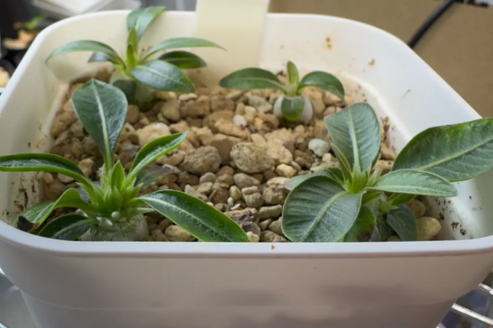 Pachypodium rosulatum var. inopinatum ([プレゼント種子 3月22日まで] パキポディウム イノピナツム)