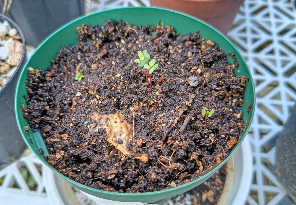 ユーカリ シネレア Eucalyptus cinerea