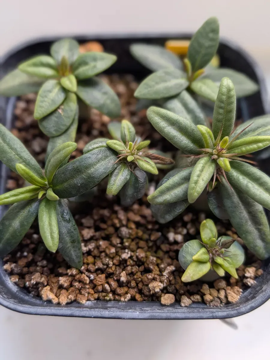 Pachypodium succulentum (パキポディウム サキュレンタム)