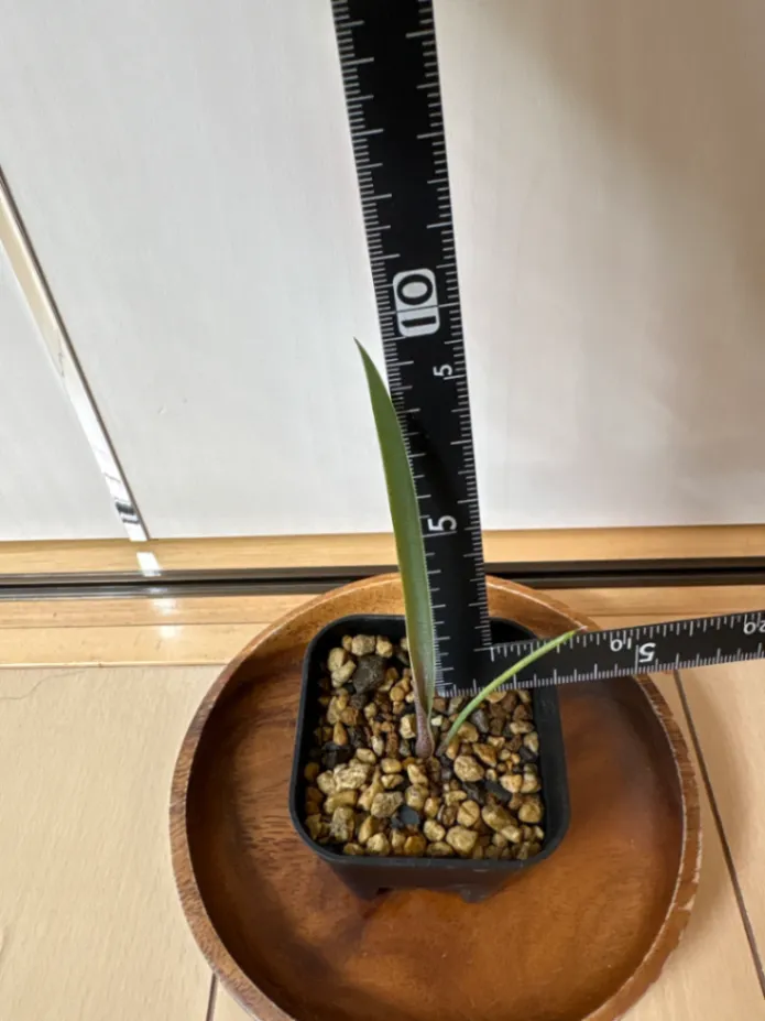 Agave ([プレゼント種子])