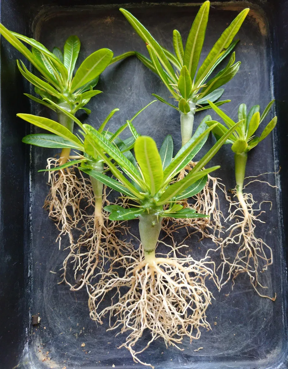 Pachypodium ambongense (パキポディウム アンボンゲンセ)